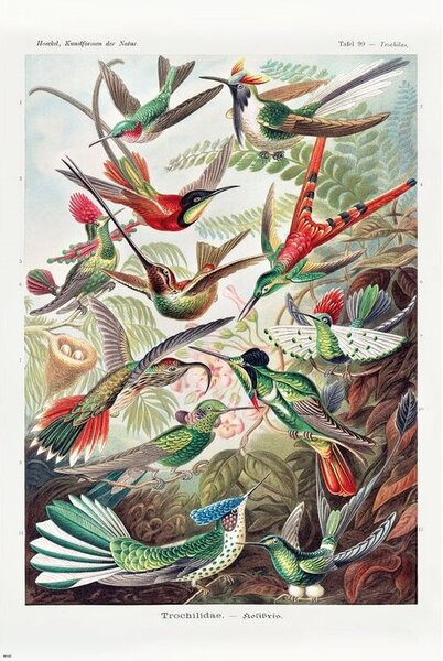 Poster Ernst Haeckel - Kolibris, (61 x 91.5 cm)