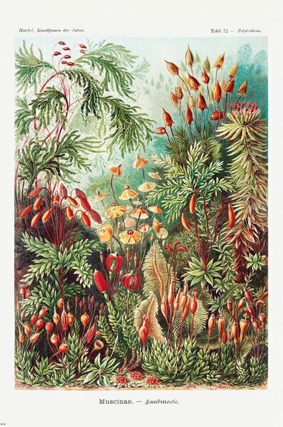 Poster Lisnatice, (61 x 91.5 cm)