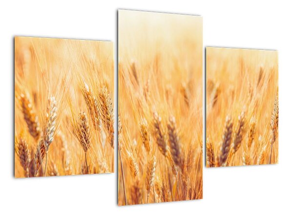 Slika - žito u polju (90x60cm) (V026073V90603PCS)