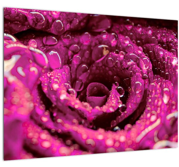 Slika cvijeta ružičaste ruže (70x50 cm)