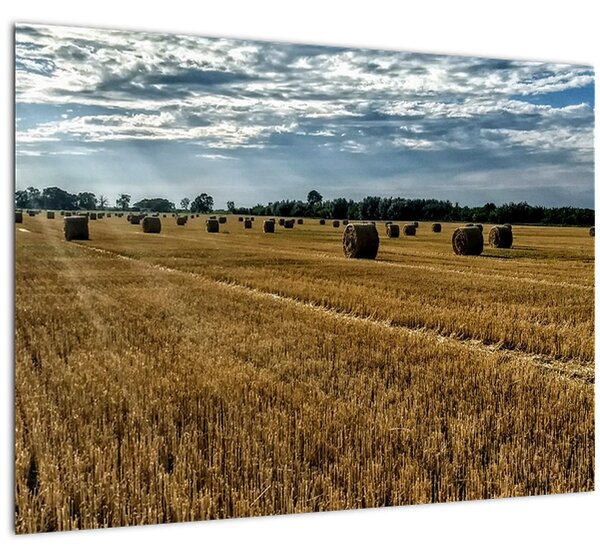 Slika ubranog polja žitarica (70x50 cm)