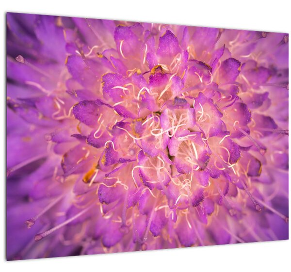 Detaljna slika cvijeta (70x50 cm)