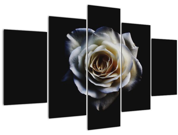 Slika bijele ruže (150x105 cm)