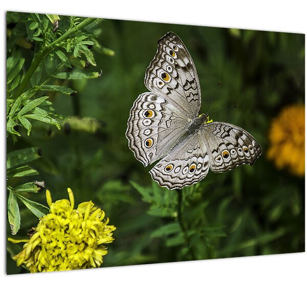 Slika - bijeli leptir (70x50 cm)