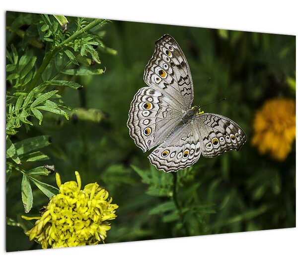 Slika - bijeli leptir (90x60 cm)