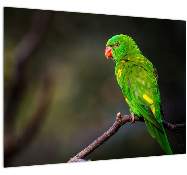 Slika papige na grani (70x50 cm)
