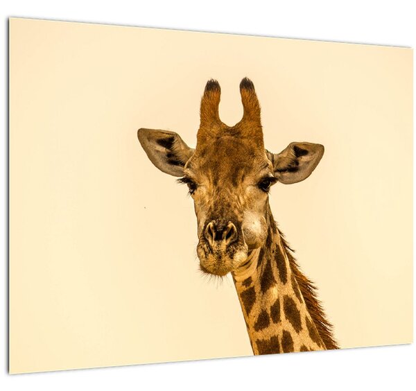 Slika žirafe (70x50 cm)