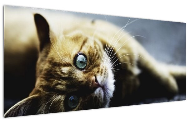 Slika mačke (120x50 cm)