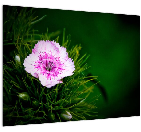 Slika ružičastog cvijeta (70x50 cm)