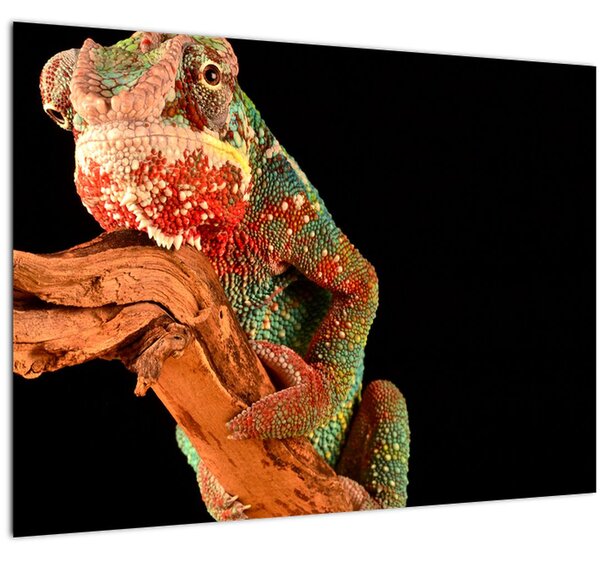 Slika kameleona na grani (70x50 cm)