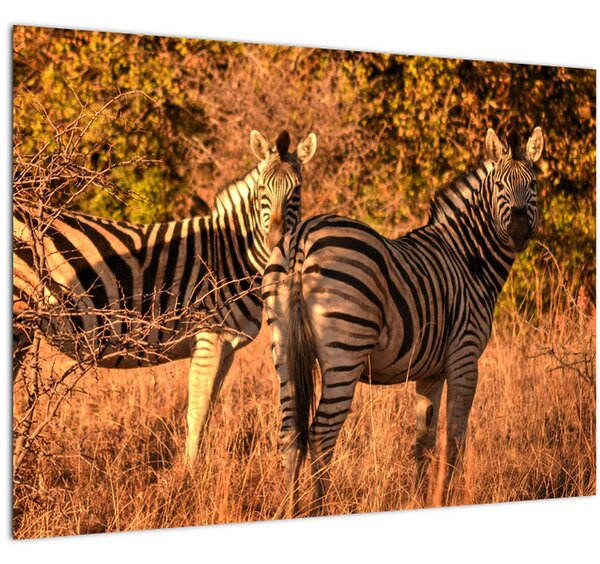 Slika zebri (70x50 cm)