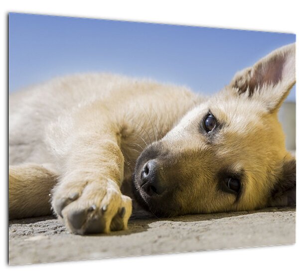Slika ležećeg psića (70x50 cm)
