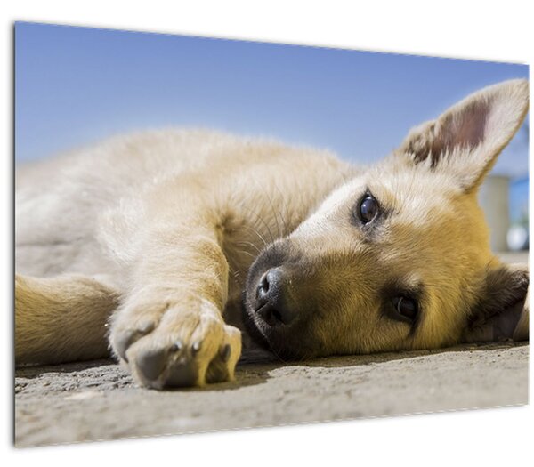Slika ležećeg psića (90x60 cm)