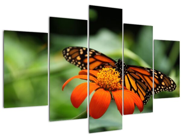 Slika leptira na cvijetu (150x105 cm)