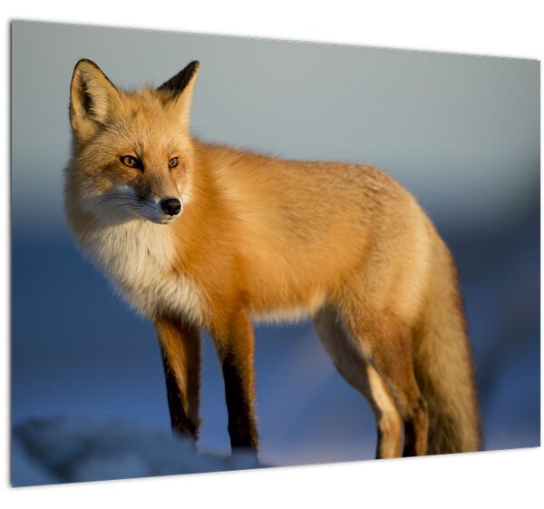 Slika - Lisica u snijegu (70x50 cm)