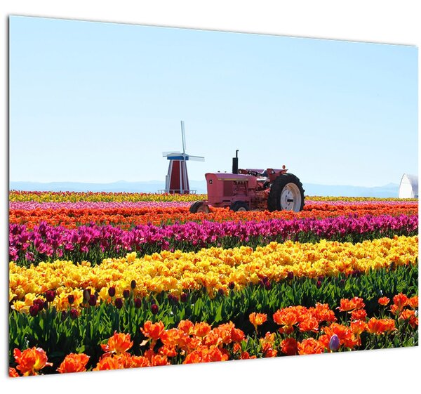 Slika farme tulipana (70x50 cm)