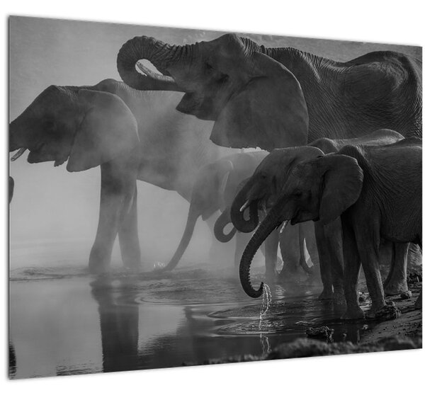 Slika slonova - crno-bijela (70x50 cm)