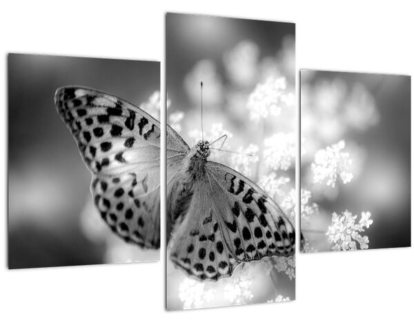 Slika - Detalj leptira koji oprašuje cvijet (90x60 cm)