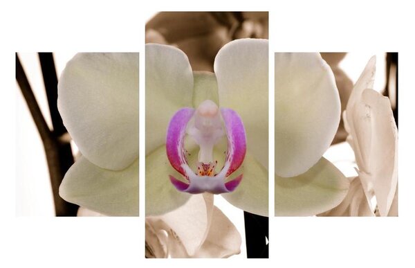 Slika cvijeća orhideje (90x60 cm)