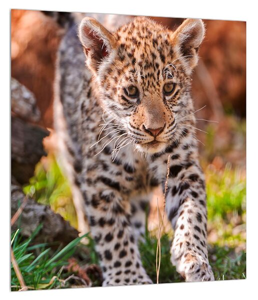 Slika malog geparda (30x30 cm)