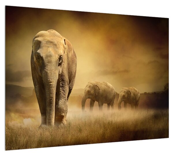 Slika slona (70x50 cm)