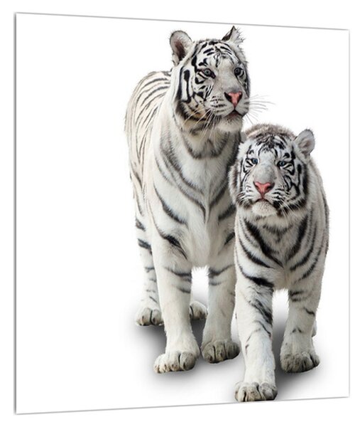 Slika bijelog tigra (30x30 cm)