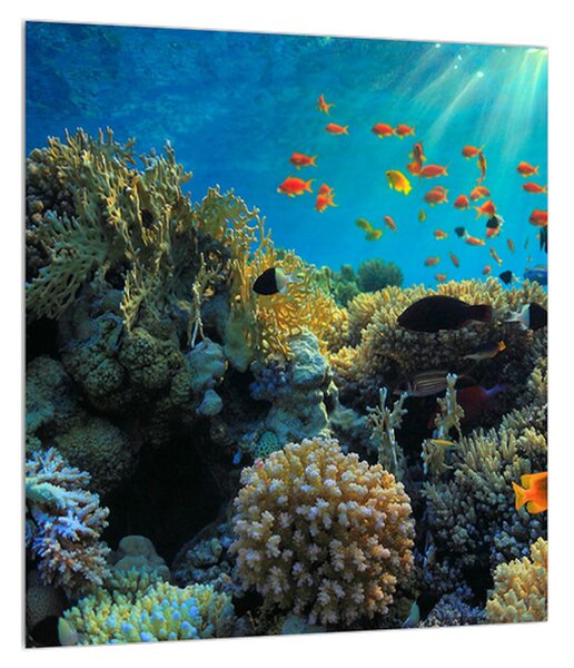 Slika podvodnog svijeta (30x30 cm)