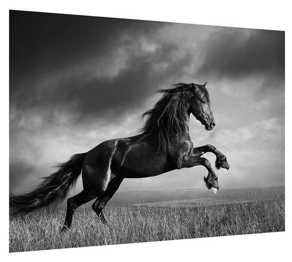 Crno-bijela slika konja (70x50 cm)