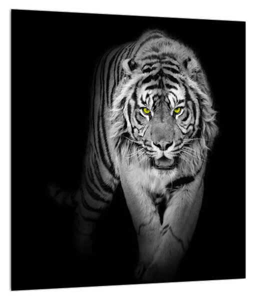 Crno-bijela slika tigra (30x30 cm)