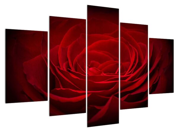 Slika crvene ruže (150x105 cm)