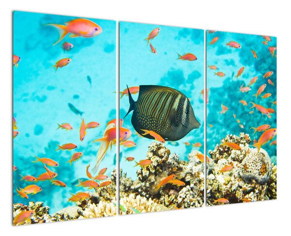 Slika - ribe u akvariju (120x80cm) (V026105V120803PCS)