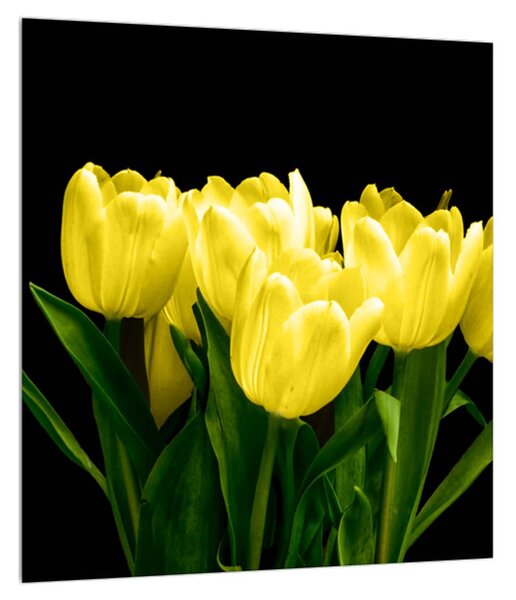 Slika žutih tulipana (30x30 cm)