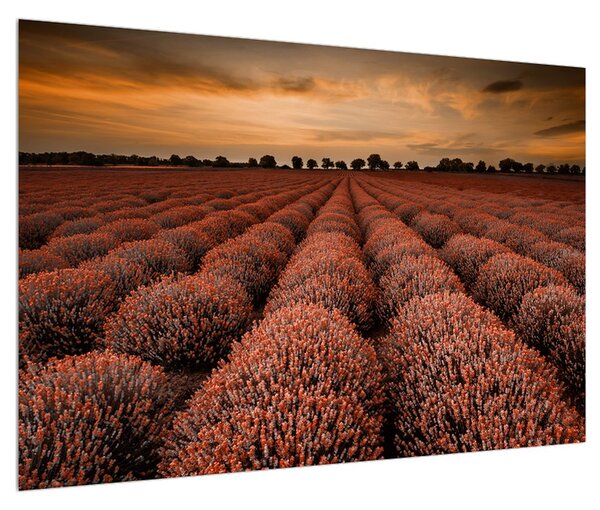 Slika cvjetnog polja (90x60 cm)