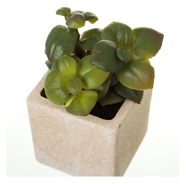 Umjetne biljke u setu 6 kom (visina 9,5 cm) Cactus – Casa Selección