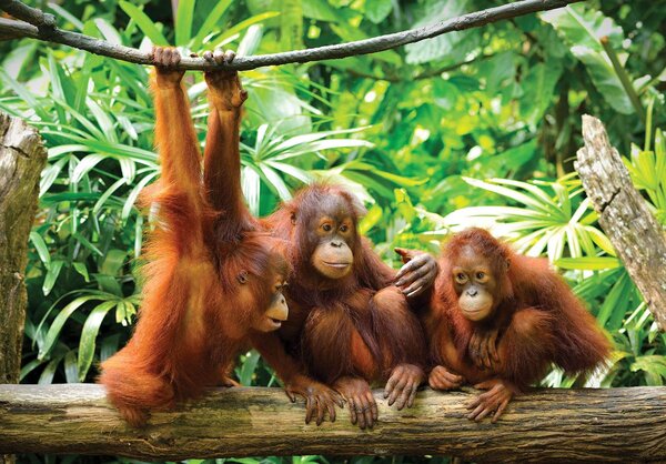 Foto tapeta - Orangutani u džungli (152,5x104 cm)