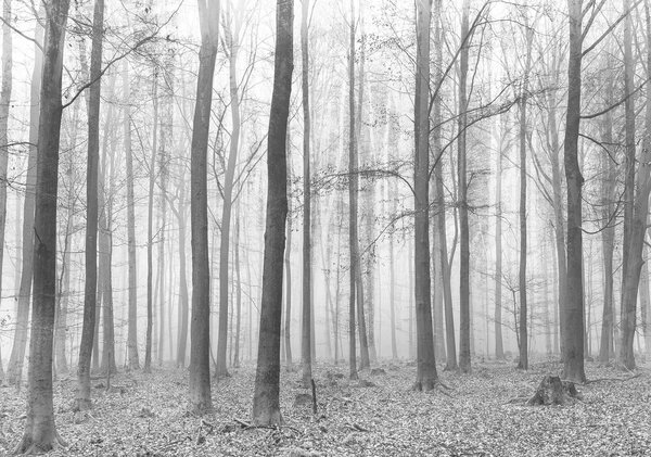 Foto tapeta - Šuma (152,5x104 cm)