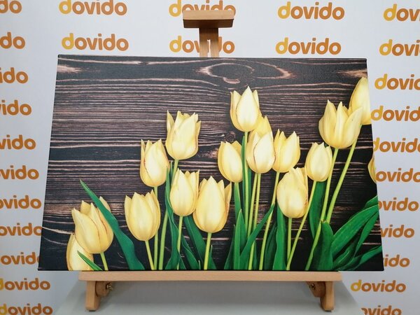 Slika čarobni žuti tulipani na drvenoj podlozi