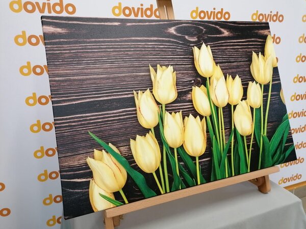 Slika čarobni žuti tulipani na drvenoj podlozi