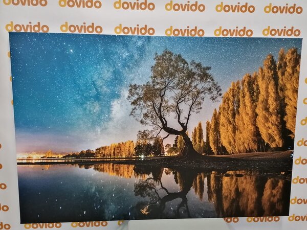 Slika stablo ispod zvjezdanog neba