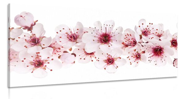 Slika cvjetovi trešnje