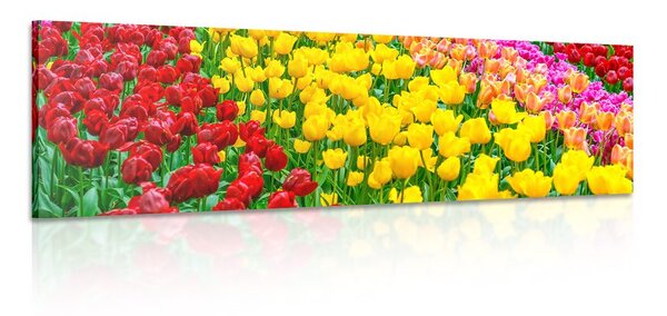 Slika vrt puni tulipana