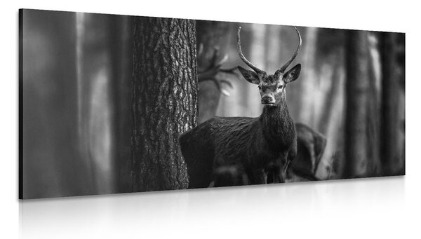 Slika jelen u šumi u crno-bijelom dizajnu