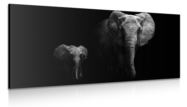 Slika mali slon i slonica