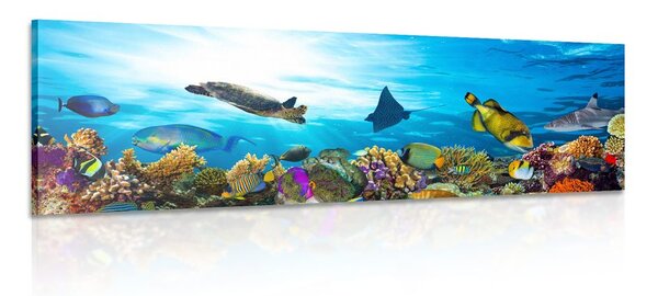 Slika koraljni greben s ribicama i kornjačama