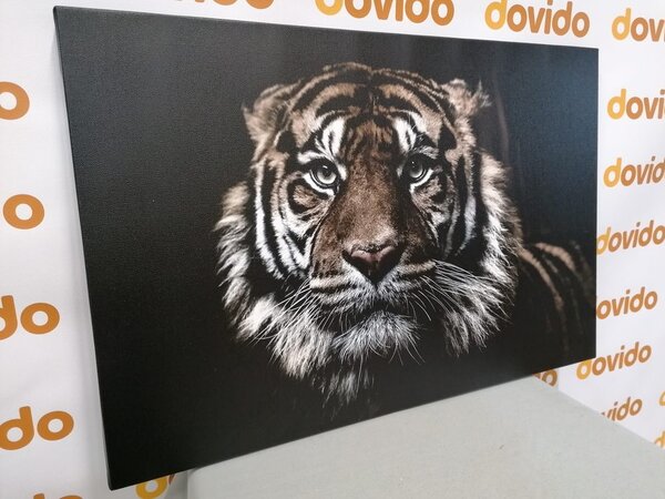 Slika tigar
