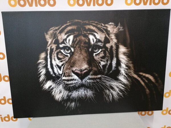 Slika tigar
