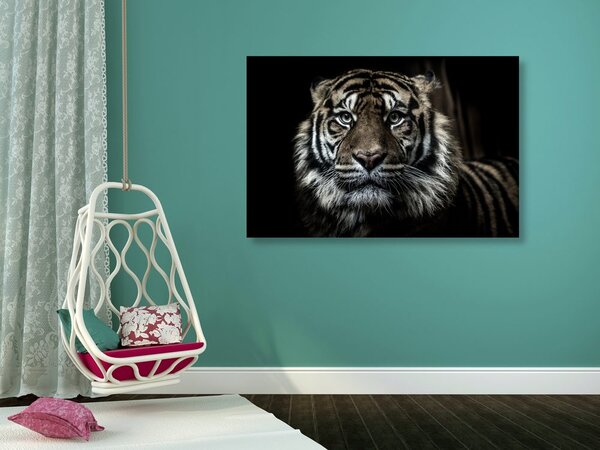 Slika tigar