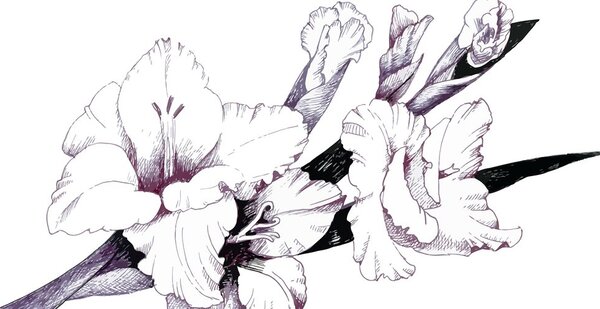 Slika ilustracija gladiole u cvatu