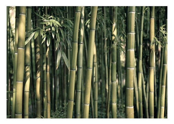 Tapeta velikog formata Artgeist Bamboo Exotic, 400 x 280 cm