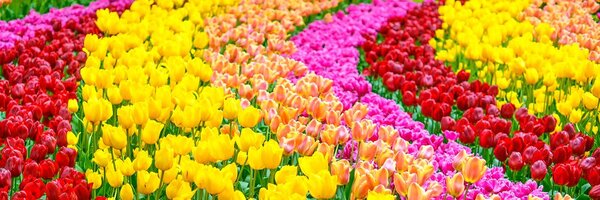 Slika tulipani jarkih boja